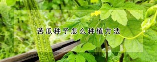 苦瓜种子怎么种植方法,第1图