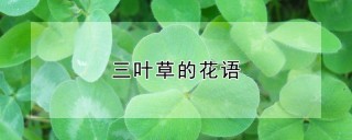 三叶草的花语,第1图