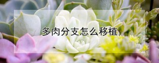 多肉分支怎么移植,第1图