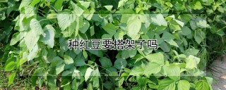 种红豆要搭架子吗,第1图