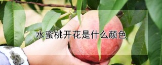 水蜜桃开花是什么颜色,第1图