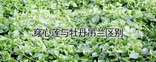 穿心莲与牡丹吊兰区别,第1图