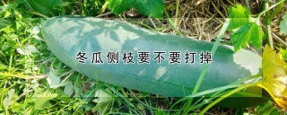 冬瓜侧枝要不要打掉,第1图