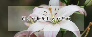 百合花搭配什么花插花,第1图