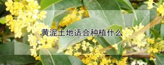 黄泥土地适合种植什么,第1图