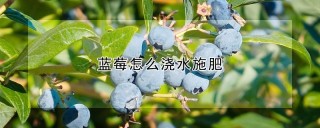 蓝莓怎么浇水施肥,第1图