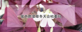 紫色酢浆草冬天会枯萎吗,第1图