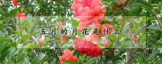 五月的月花是什么,第1图