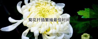 菊花扦插繁殖最佳时间,第1图