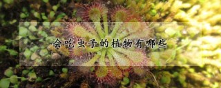 会吃虫子的植物有哪些,第1图