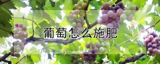 葡萄怎么施肥,第1图