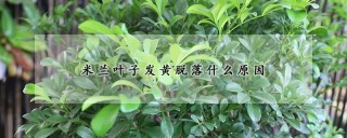 米兰叶子发黄脱落什么原因,第1图