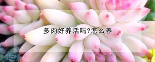 多肉好养活吗?怎么养,第1图