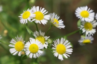 小雏菊怎么做成干花,第3图