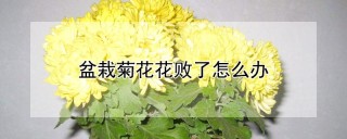 盆栽菊花花败了怎么办,第1图