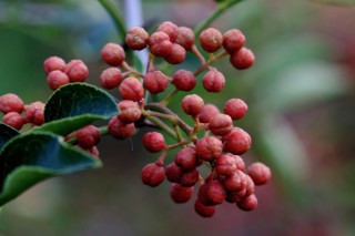 花椒树不吉利 花椒树的风水禁忌,第1图