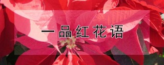 一品红花语,第1图