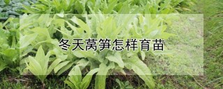 冬天莴笋怎样育苗,第1图