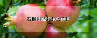 石榴树盆栽怎么养护,第1图