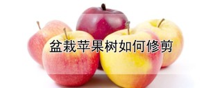 盆栽苹果树如何修剪,第1图