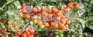 小番茄品种,第1图