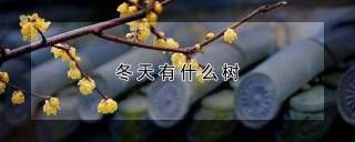 冬天有什么树,第1图