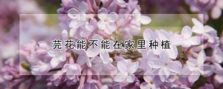 芫花能不能在家里种植,第1图