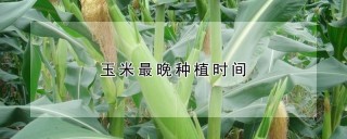 玉米最晚种植时间,第1图