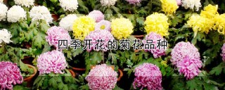 四季开花的菊花品种,第1图