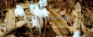 水晶兰是国家一级保护植物吗,第1图