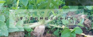 萝卜苗的种植方法和时间,第1图