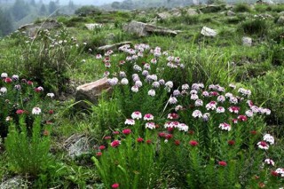 狼毒花花语,第3图