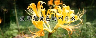 彼岸花黄色的叫什么,第1图