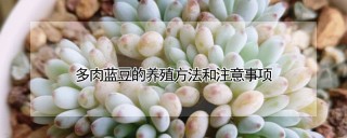 多肉蓝豆的养殖方法和注意事项,第1图