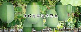 冬瓜育苗技术要点,第1图