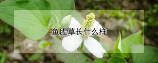 鱼腥草长什么样,第1图