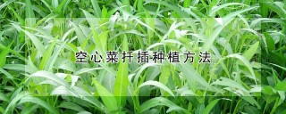 空心菜扦插种植方法,第1图