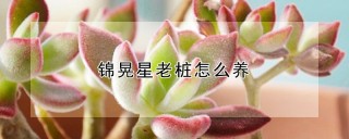 锦晃星老桩怎么养,第1图