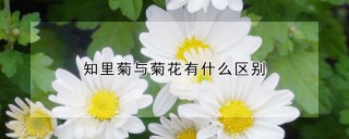 知里菊与菊花有什么区别,第1图