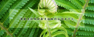 裸蕨类植物和蕨类植物的区别是什么,第1图