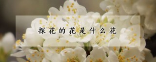 探花的花是什么花,第1图