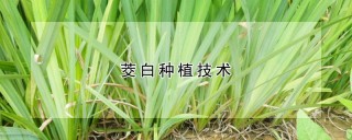 茭白种植技术,第1图