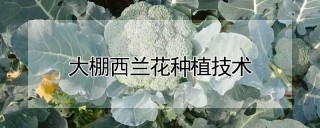 大棚西兰花种植技术,第1图