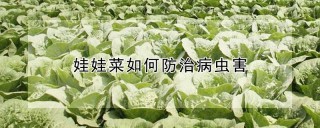 娃娃菜如何防治病虫害,第1图