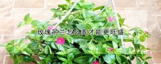 玫瑰吊兰怎么养才能更旺盛,第1图