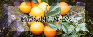 脐橙幼树怎样控花,第1图