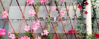 万里飘香藤有毒吗,第1图