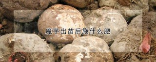 魔芋出苗后施什么肥,第1图