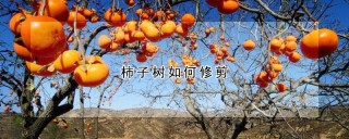 柿子树如何修剪,第1图