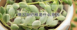 情人泪烂根是什么原因,第1图